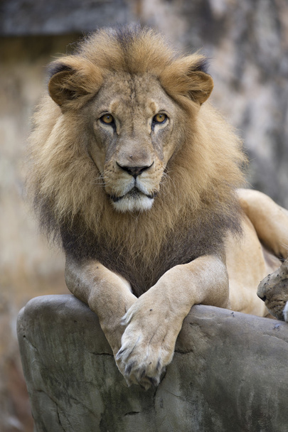 Cara de león macho descansando sobre una roca
 - Foto, Imagen