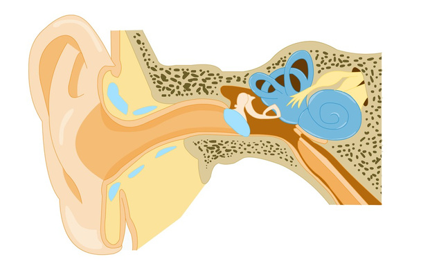 耳の解剖学 - 写真・画像