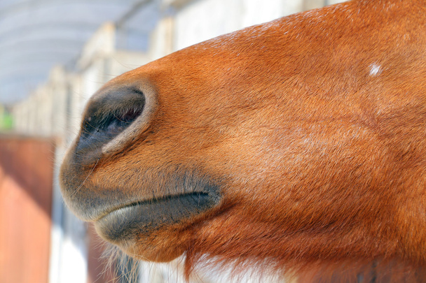 Streszczenie strzał pyska konia z rozmycie backgruound - Zdjęcie, obraz