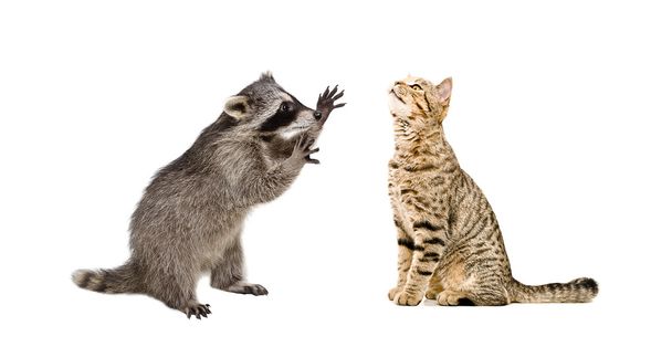 Playful raccoon and funny cat Scottish Straight together - Фото, зображення