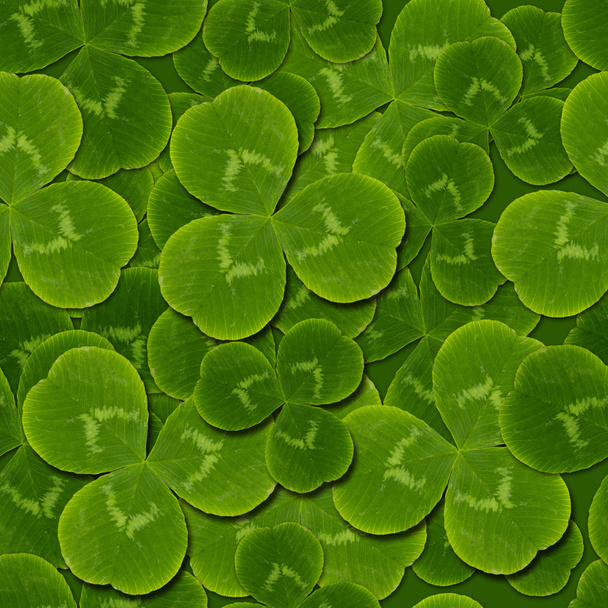 葉のクローバー シャムロックのシームレス パターン - 写真・画像