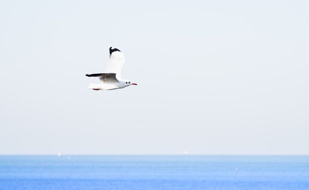 Sea gull leci na tle nieba. - Zdjęcie, obraz