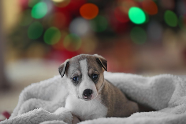 Little cute  puppy on Christmas background - Photo, image