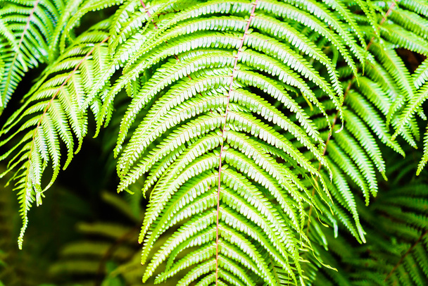 Cor verde de folhas de samambaia
 - Foto, Imagem