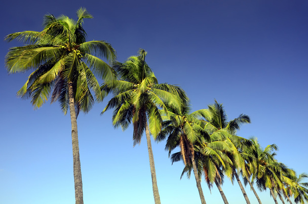 Coconut Trees - Photo, Image