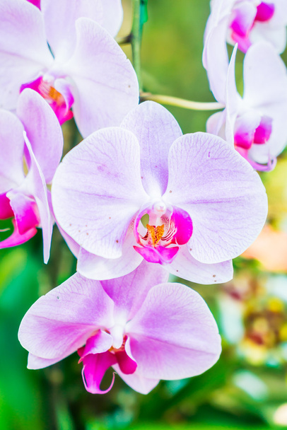 krásné květy orchidejí - Fotografie, Obrázek
