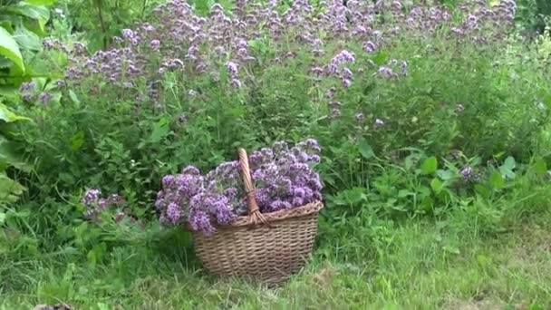 Oregano in wicker basket in garden - Footage, Video