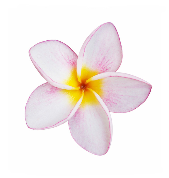 Frangipani bloem geïsoleerd op wit met uitknippad - Foto, afbeelding