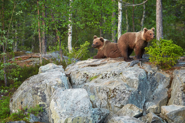 母熊の帰還を待っている岩の上 2 つの茶色のクマ カブス - 写真・画像