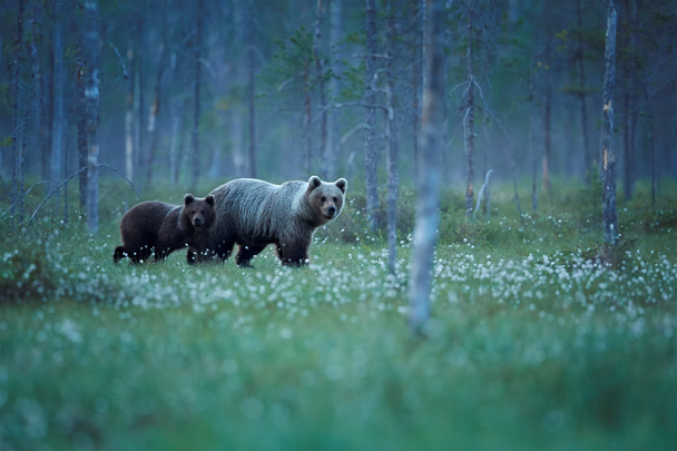 Mother bear with cub in the artic forest during white night. - Photo, Image