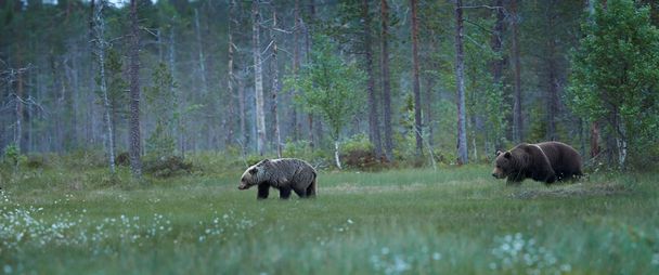 Para dzikie niedźwiedzie Usus arctos - Zdjęcie, obraz