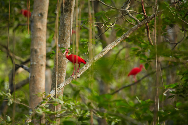 Scarlet Ibis σε Caroni βάλτο, Τρινιντάντ. - Φωτογραφία, εικόνα