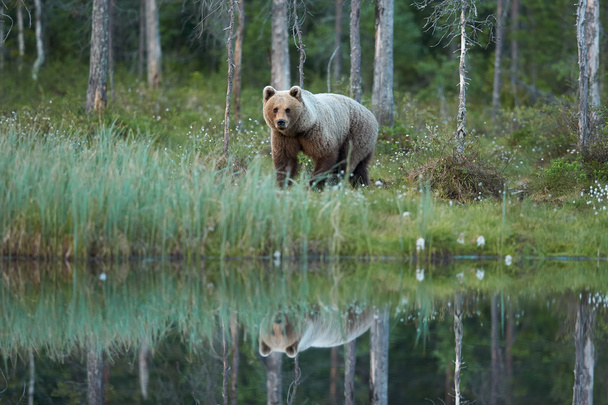 Vadon élő női barna medve - Fotó, kép