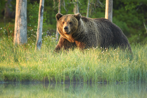 Wild big male brown bear ursus arctos in the misty  flowering grass - Photo, Image
