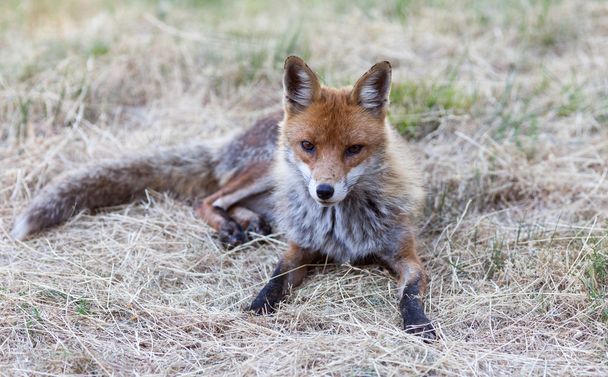 Fox, abruzzi, Itálie - Fotografie, Obrázek