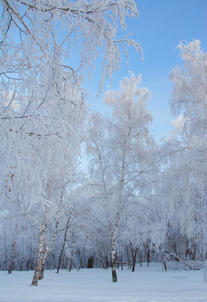 Paysage hivernal avec neige couverte d'arbres
 - Photo, image
