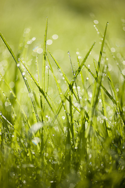 露が落ちる緑の草 - 写真・画像