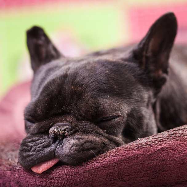 bulldog francés relajante
 - Foto, Imagen