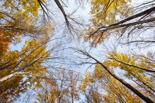 Gyönyörű őszi erdő - Fotó, kép