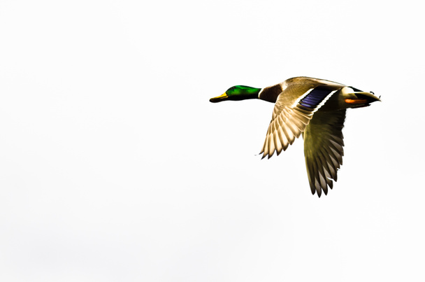 Mallard Duck Flying on a White Background - Photo, Image