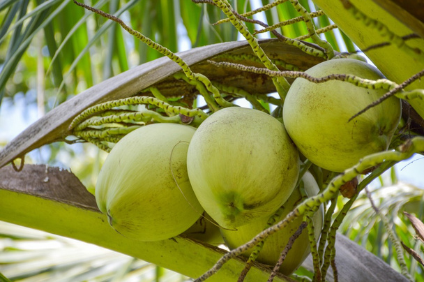 coconut tree in garden - Fotoğraf, Görsel