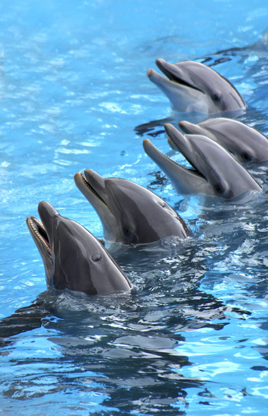 Five dolphins - Photo, Image