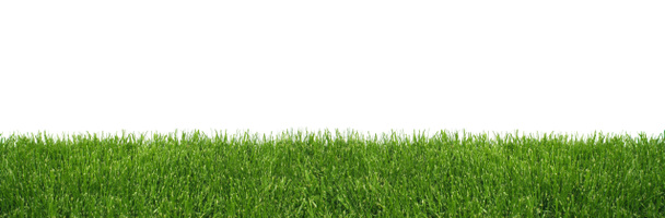 Green grass on white - Photo, Image