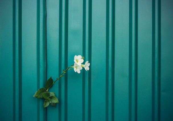 flor blanca creciendo en la pared de metal crack, enfoque suave, texto en blanco
 - Foto, imagen