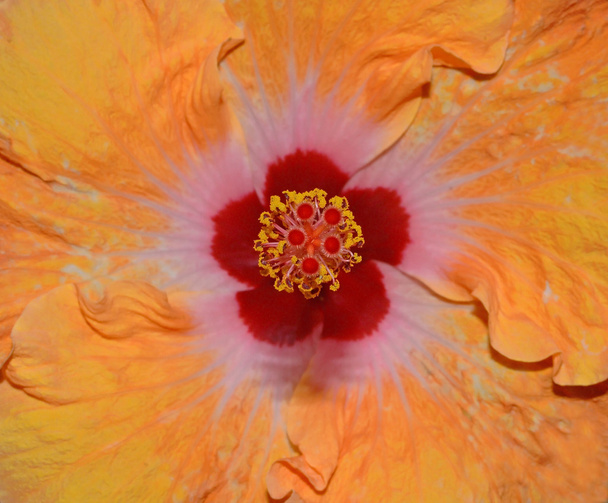 Ιβίσκος corolla closeup - Φωτογραφία, εικόνα