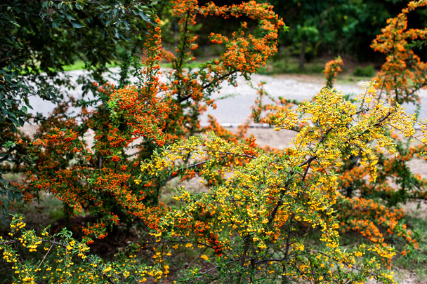 arbusto Laranja rowan
 - Foto, Imagem