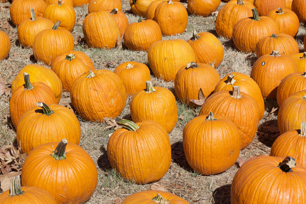 Halloween Pumpkins in a field - Photo, Image