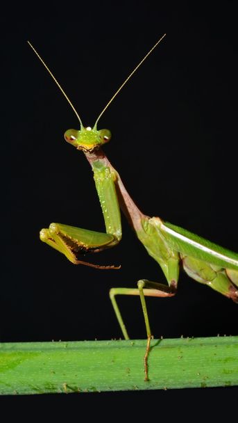 Mantis portrait - Photo, Image