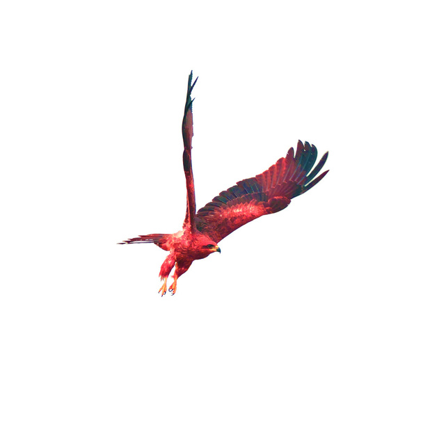 Όμορφη γεράκι (μαύρο Kite) πουλί που πετούν στον ουρανό απομονώσει σε άσπρο φόντο - Φωτογραφία, εικόνα