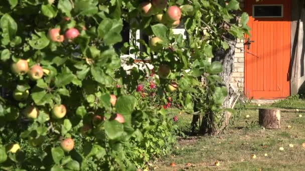 Apfelbaumzweig voller roter Früchte und orangefarbener Landhaustür. Schwerpunktwechsel. 4k - Filmmaterial, Video