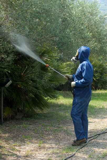 Obrero pulveriza desinfectante sobre olivos
 - Foto, Imagen