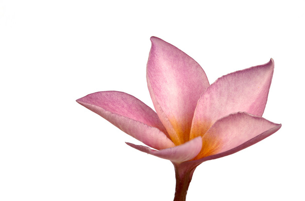 růžová plumeria květina - Fotografie, Obrázek