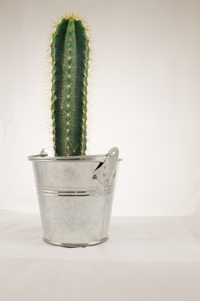 Piccolo cactus in lattina di metallo
 - Foto, immagini