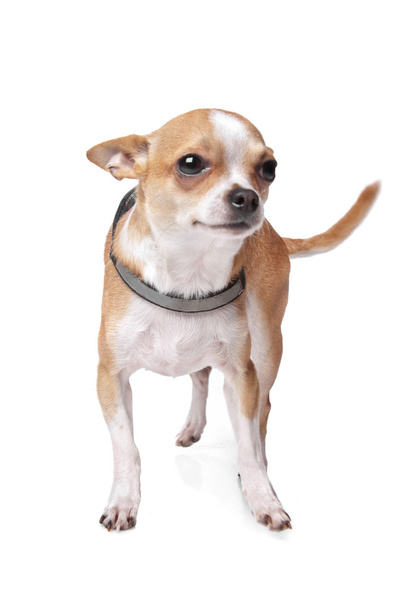 Chihuahua - Zdjęcie, obraz