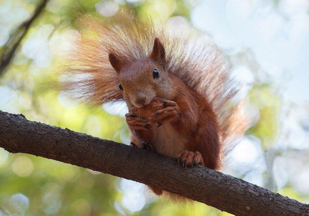 Punainen orava jyrsii saksanpähkinää keittopuussa. Luonto
 - Valokuva, kuva