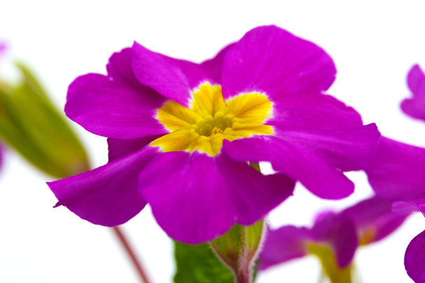 Beautiful purple primrose isolated on white - 写真・画像