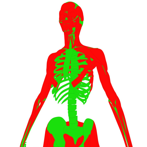 Ihmisen lihas elin luuranko
 - Valokuva, kuva