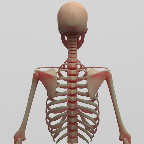 Human Skeleton System - Photo, Image