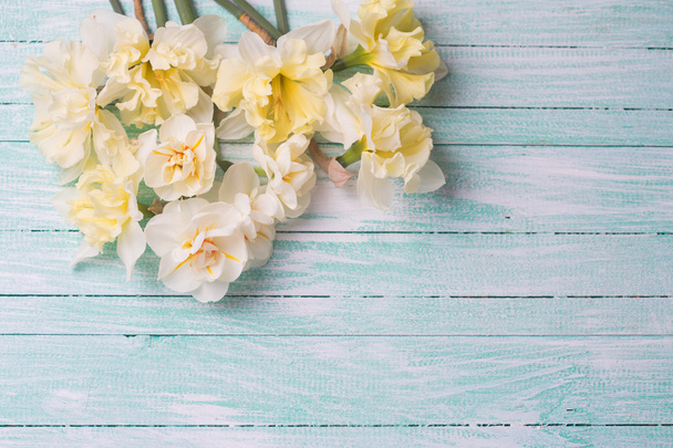 Čerstvé žluté Narcis - Fotografie, Obrázek