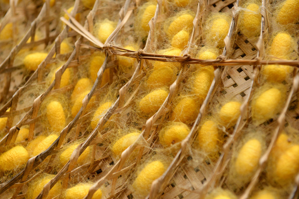 Zijde worm nest - Foto, afbeelding