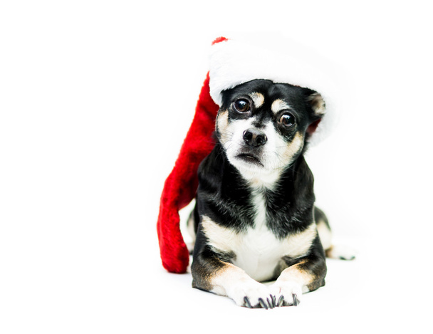 Perro con medias de Navidad - Lado derecho
 - Foto, Imagen