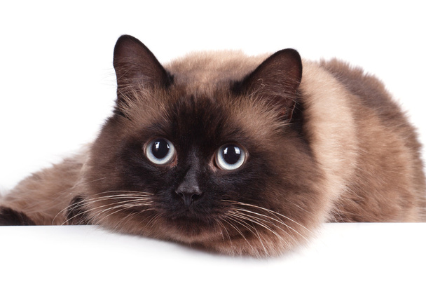 シャム猫の肖像画  - 写真・画像