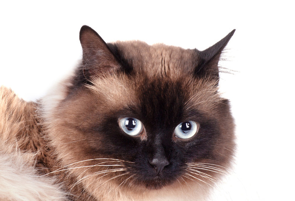 портрет сиамської кішки
  - Фото, зображення