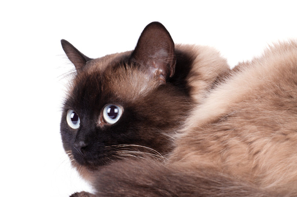 Siamilaisen kissan muotokuva
  - Valokuva, kuva
