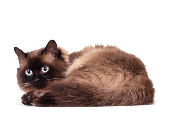 Portrait d'un chat siamois
  - Photo, image