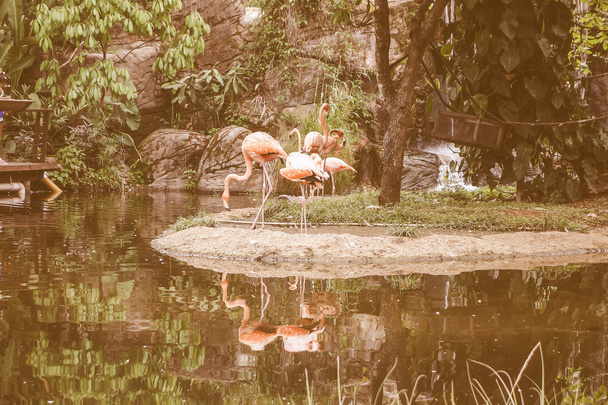 Retro pohledu Flamingo pták v rybníku - Fotografie, Obrázek